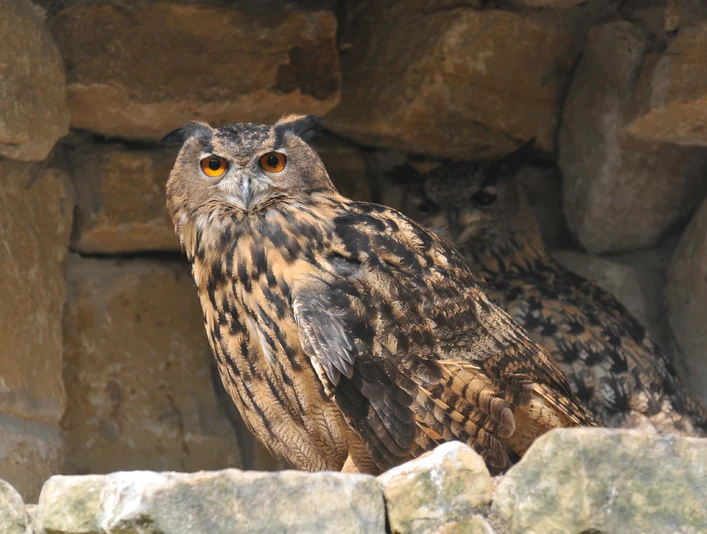Uhu im NABU-Artenschutzzentrum Uhu im NABU-Artenschutzzentrum in Leiferde
