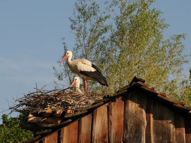 Junges Storchenpaar im Nabu-Artenschutzzentrum in Leiferde in der Südheide Gifhorn Junges Storchenpaar im Nest auf einem Dach am Nabu-Artenschutzzentrum in Leiferde in der Südheide Gifhorn