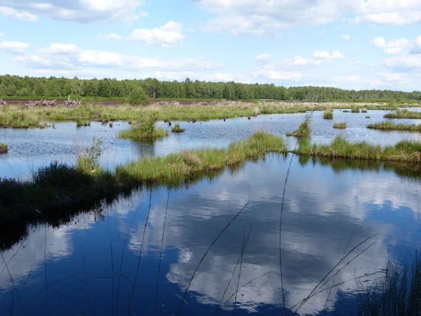 Renaturierungsbecken im Großen Moor bei Westerbeck in der Südheide Gifhorn Renaturierungsbecken im Großen Moor bei Westerbeck