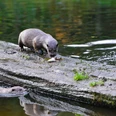 Otter frisst einen Fisch im Otter-Zentrum in Hankensbüttel Otter frisst einen Fisch im Otter-Zentrum in Hankensbüttel