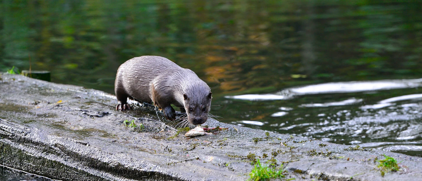 Otter frisst einen Fisch im Otter-Zentrum in Hankensbüttel Otter eats a fish at the otter center in Hankensbüttel