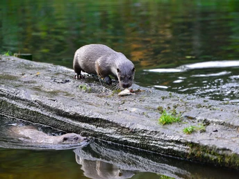 Otter frisst einen Fisch im Otter-Zentrum in Hankensbüttel Otter frisst einen Fisch im Otter-Zentrum in HankensbüttelOtter eats a fish at the otter center in HankensbüttelOdder spiser en fisk på oddercentret i HankensbüttelOtter eet vis in het ottercentrum in Hankensbüttel