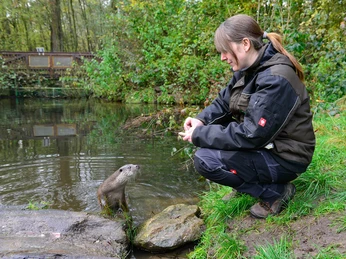 Fütterung eines Fischotters im Otter-Zentrum Fütterung eines Fischotters mit Fisch durch eine Tierpflegerin im Otter-Zentrum in HankensbüttelFeeding an otter with fish by a keeper at the otter center in HankensbüttelFodring af en odder med fisk af en dyrepasser på oddercentret i HankensbüttelEen otter voeren met vis door een verzorger in het ottercentrum in Hankensbüttel
