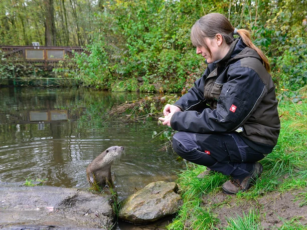 Fütterung eines Fischotters im Otter-Zentrum Fütterung eines Fischotters mit Fisch durch eine Tierpflegerin im Otter-Zentrum in Hankensbüttel