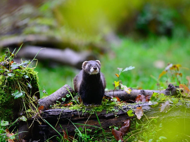 Polecat sitting on a tree trunk in the greenery at the Hankensbüttel Otter Center