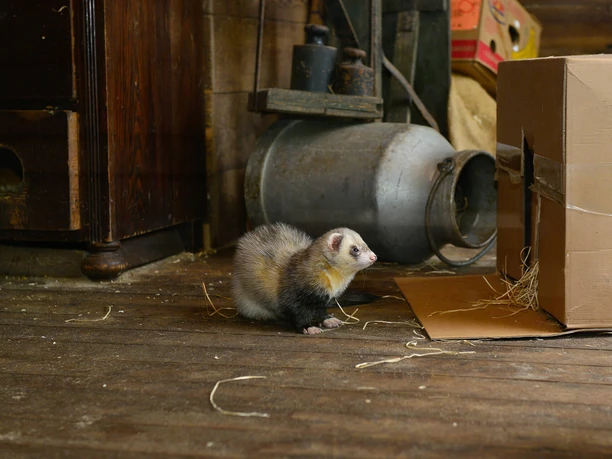 Im Tiergehege im Otter-Zentrum Hankensbüttel in der Südheide Gifhorn Iltis im Tiergehege im Otter-Zentrum Hankensbüttel in der Südheide Gifhorn