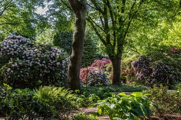 rhododendron-park-lila-rosa