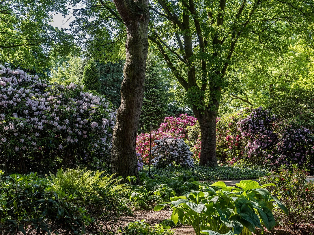rhododendron-park-lila-rosa