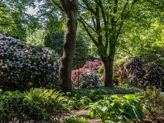 rhododendron-park-lila-rosa