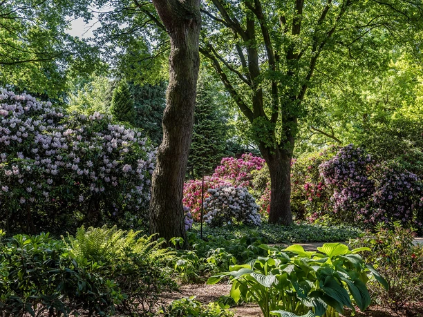 rhododendron-park-lila-rosa