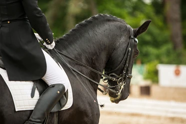 pferd-turnier-reiten
