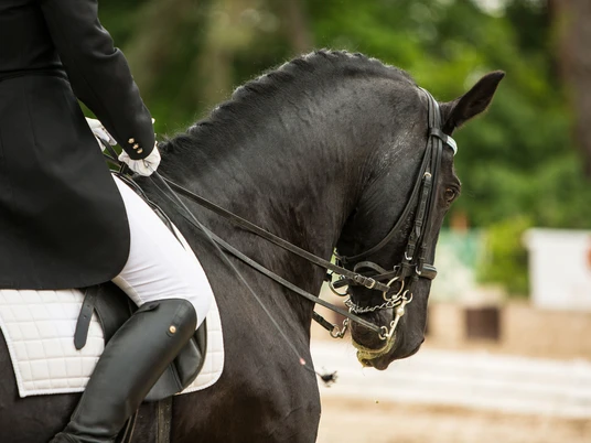 pferd-turnier-reiten