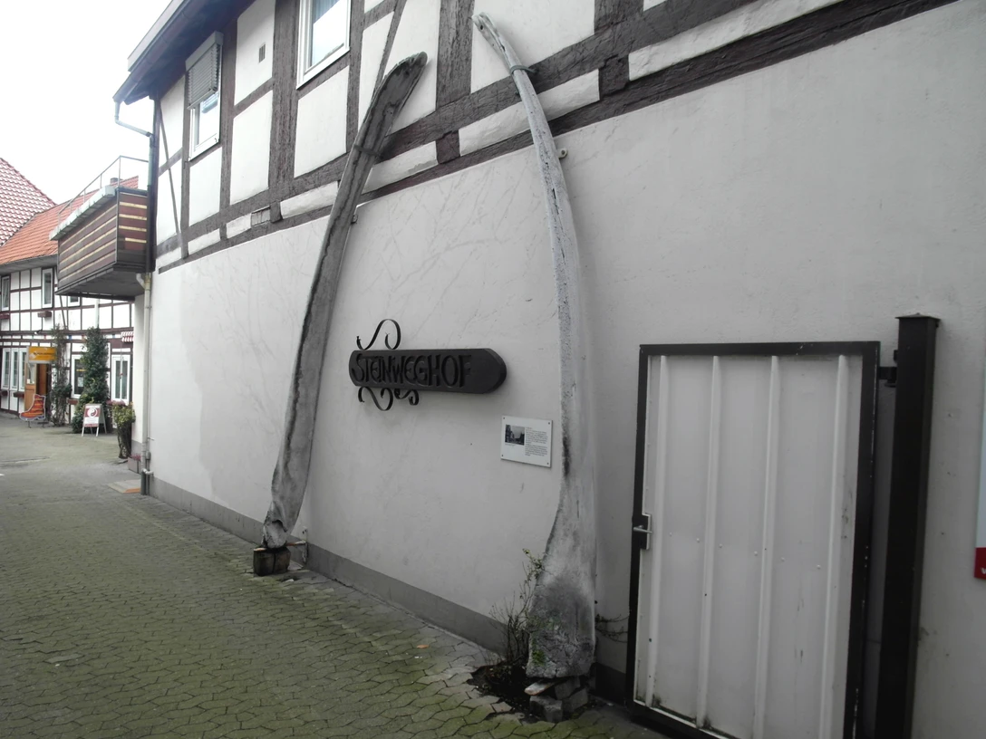 Walkiefer im Steinweg Walkiefer an einer Wand in einer Seitenstraße der Gifhorner Innenstadt