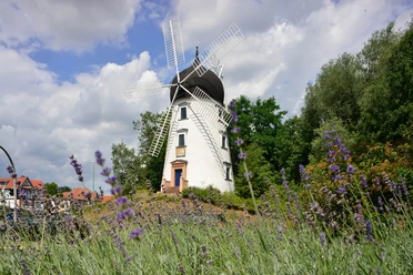 Gifhorner Hochzeitsmühle Lady Devorgilla Uitzicht op de witte trouwmolen Lady Devorgilla in Gifhorn