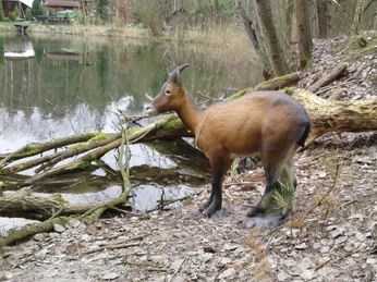 Tier im Bogenschießparcours Tier im Bogenschießparcours in der Südheide Gifhorn