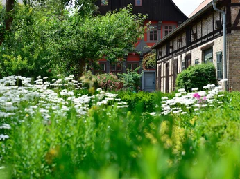 Im Kavalierhausgarten Blühender Kavalierhausgarten in der Gifhorner Altstadt