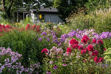 garten-stolle-wiefelstede-6 Ein farbenfroher Blumengarten mit bunten Phloxen und Gräsern vor einem kleinen, grauen Gebäude.