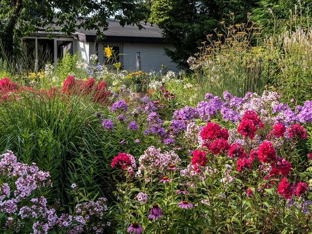 garten-stolle-wiefelstede-6 Ein farbenfroher Blumengarten mit bunten Phloxen und Gräsern vor einem kleinen, grauen Gebäude.