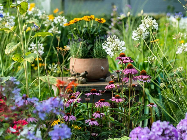 garten-stolle-wiefelstede Ein bunt blühender Sommergarten, dominiert von violetten und weißen Blumen, mit einem zentralen Pflanzgefäß voller leuchtender Blüten.