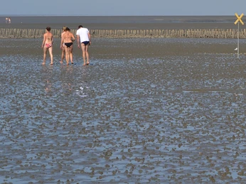 Wattwandern in Westerdeichstrich