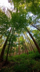 Waldbaden