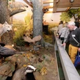 Ausstellung Jagdmuseum Wulff Besuchergruppe in der Ausstellung heimischer Wildtiere im Jagdmuseum Wulff