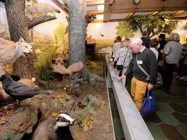 Ausstellung Jagdmuseum Wulff Besuchergruppe in der Ausstellung heimischer Wildtiere im Jagdmuseum Wulff