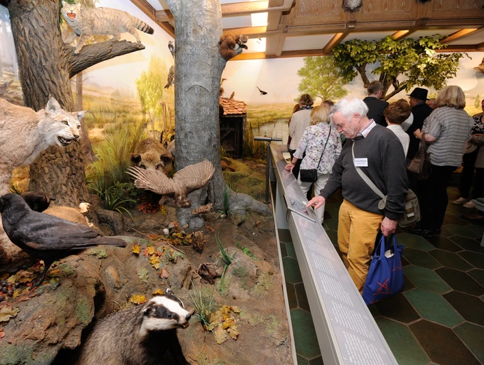 Ausstellung Jagdmuseum Wulff Besuchergruppe in der Ausstellung heimischer Wildtiere im Jagdmuseum Wulff