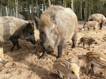 Wildschweine am Pirschgang Wildschweine am Pirschgang am Jagdmuseum Wulff in Oerrel