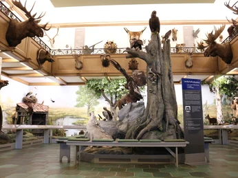 Eingangshalle Jagdmuseum Wulff Landschaftsdiorama in der Eingangshalle des Jagdmuseum Wulff in Oerrel