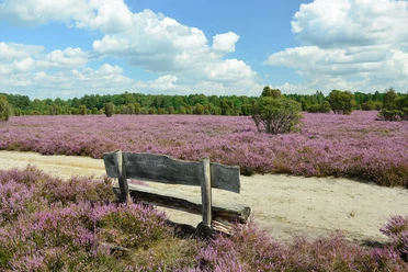 Bank im Heiligen Hain Bank im Heidegebiet Heiliger Hain in der Südheide Gifhorn