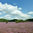Blick auf die lila blühende Heide im Heiligen Hain in der Südheide Gifhorn