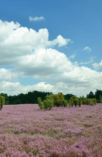 Blick auf die lila blühende Heide im Heiligen Hain in der Südheide Gifhorn
