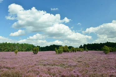 Heidegebiet Heiliger Hain Blick auf die lila blühende Heide im Heiligen Hain in der Südheide Gifhorn