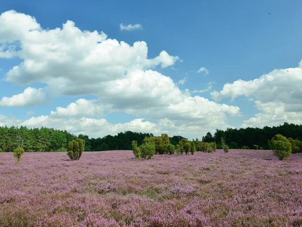 Heidegebiet Heiliger Hain Blick auf die lila blühende Heide im Heiligen Hain in der Südheide Gifhorn