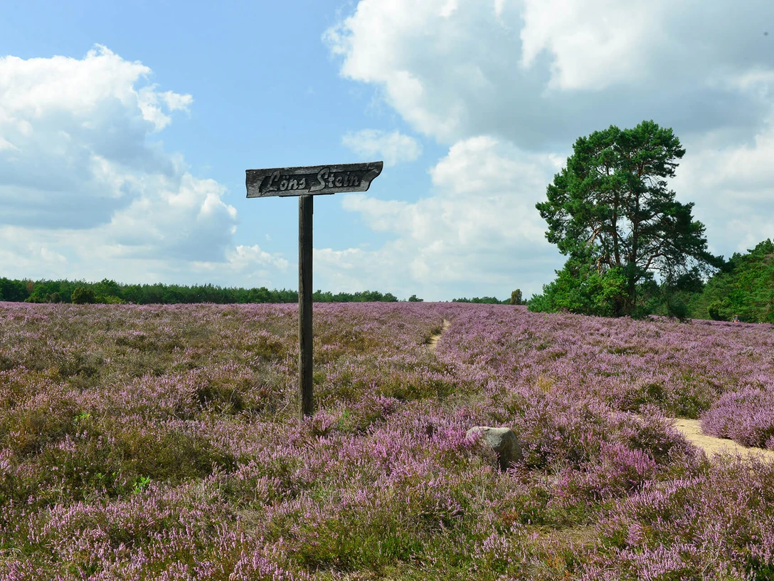 Hinweis auf den Löns-Stein Hinweis auf den Löns-Stein in der Heidefläche