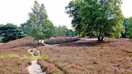 Gifhorner Heide Uitzicht op de Gifhornse Heide in Winkel