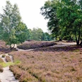 Gifhorner Heide Blick in die Gifhorner Heide in Winkel