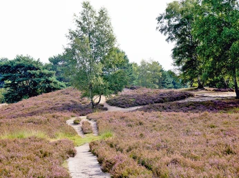 Gifhorner Heide Blick in die Gifhorner Heide in WinkelView of the Gifhorn Heath in WinkelUdsigt over Gifhorn-heden i WinkelUitzicht op de Gifhornse Heide in Winkel