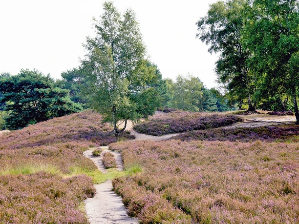 Gifhorner Heide Blick in die Gifhorner Heide in Winkel