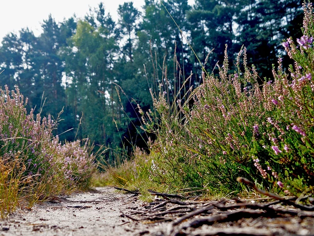 Detailaufnahme Heidepflanzen Gifhorner Heide Detailaufnahme von Heidepflanzen in der Gifhorner Heide