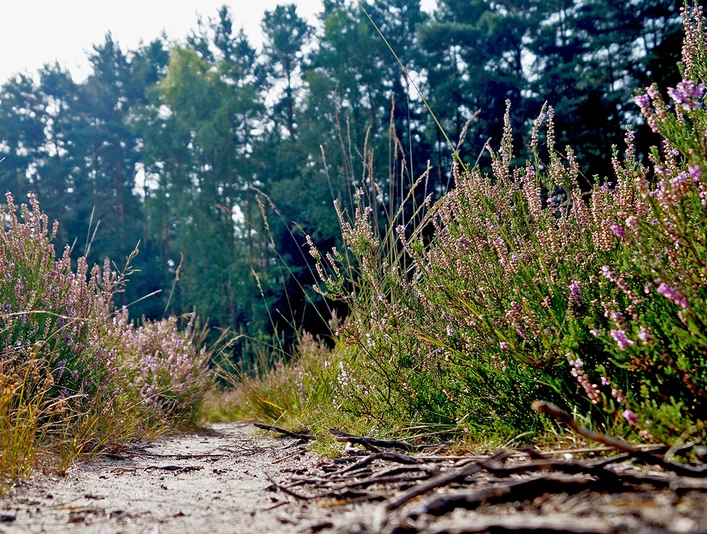 Detailaufnahme Heidepflanzen Gifhorner Heide Close-up of heather plants in the Gifhorn Heath