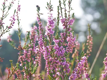 Heidepflanze in der Gifhorner Heide Heidepflanze in der Gifhorner Heide im Süden der Lüneburger HeideHeather plant in the Gifhorn Heath in the south of the Lüneburg HeathLyngplante i Gifhorn hede i den sydlige del af Lüneburg hedeHeideplant in de Gifhornse Heide in het zuiden van de Lüneburger Heide