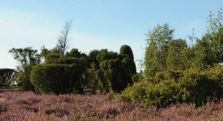 Bokeler Heide (Beispiel) Bokeler Heide (Beispiel)