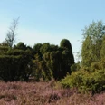 Bokeler Heide (Beispiel) Bokeler Heide (Beispiel)