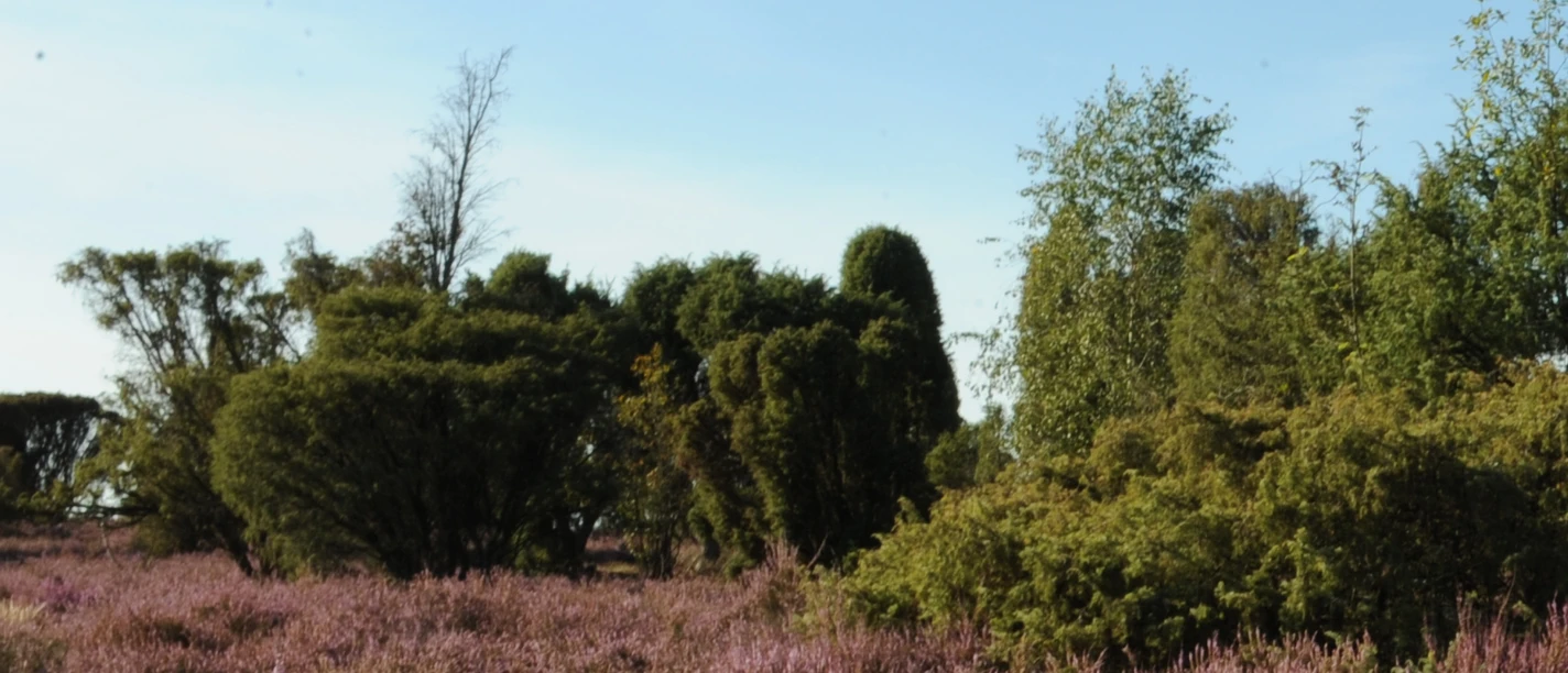 Bokeler Heide (Beispiel) Bokeler Heide (Beispiel)