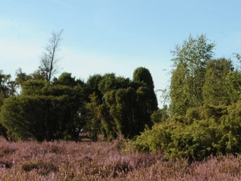 Bokeler Heide (Beispiel) Bokeler Heide (Beispiel)