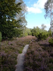 Repker Schnuckenheide Repker Schnuckenheide in der Südheide Gifhorn