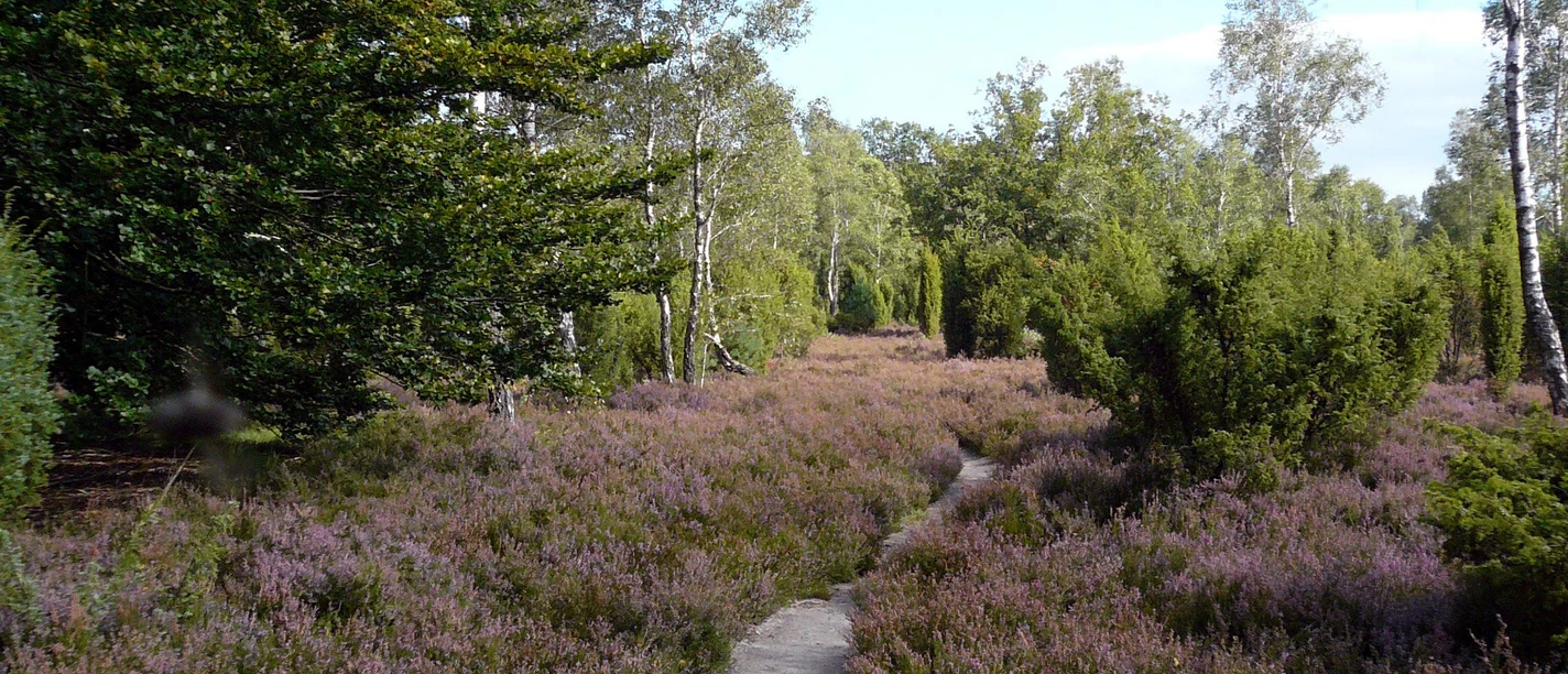 Repker Schnuckenheide Repker Schnuckenheide in der Südheide Gifhorn