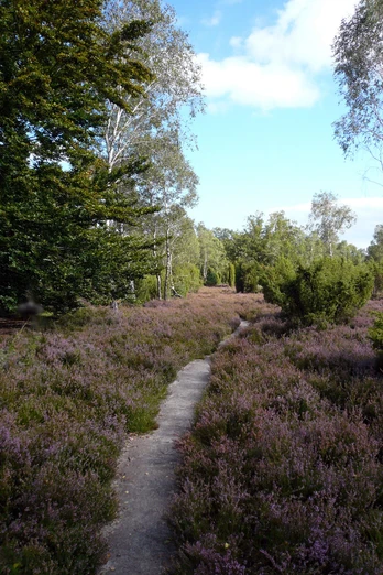 Repker Schnuckenheide Repker Schnuckenheide in der Südheide Gifhorn